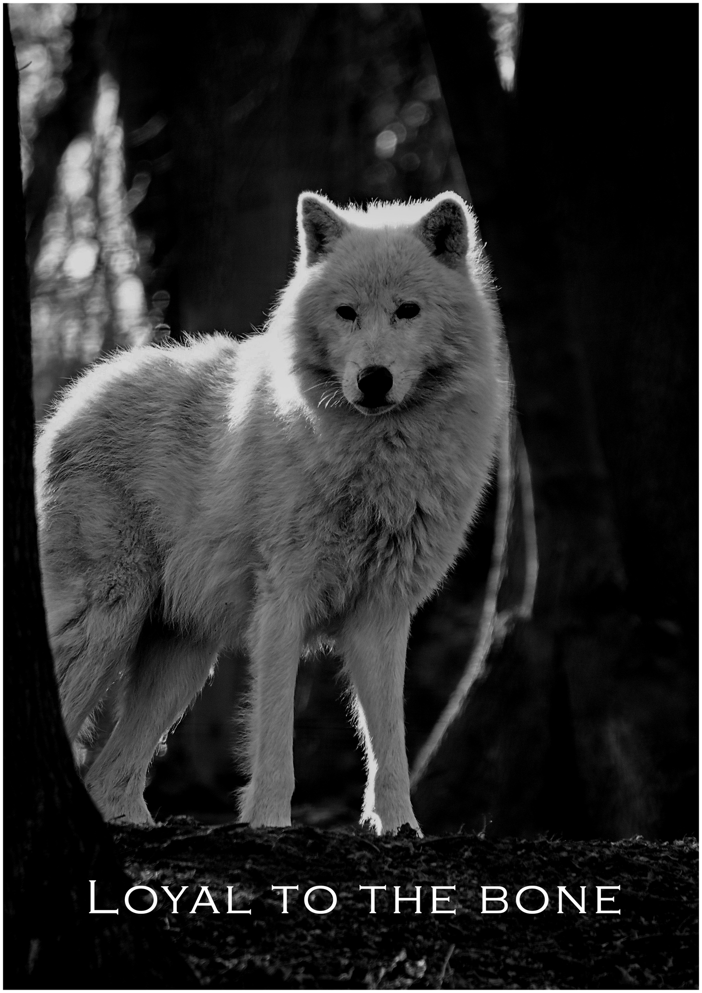 Loyal to the Bone – Limited Edition Wolf Poster (Only 15 Made)