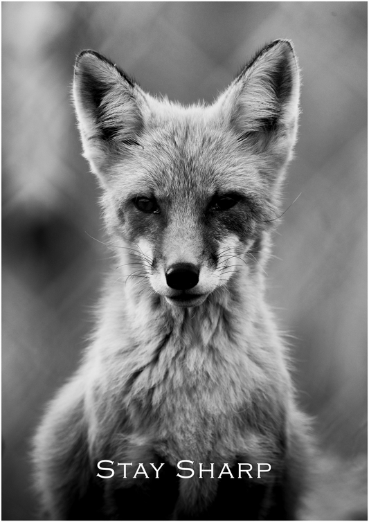 Stay Sharp – Limited Edition Fox Poster (Only 15 Made)