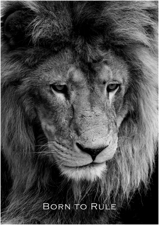 Born to Rule – Limited Edition Lion Poster (Only 15 Made)